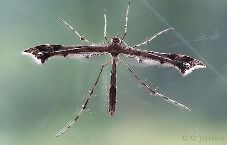 Beautiful Plume Amblyptilia acanthadactyla