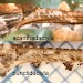Wing comparison • Comparison of forewing with that of 1498 Amblyptilia punctidactyla. • © Ian Smith